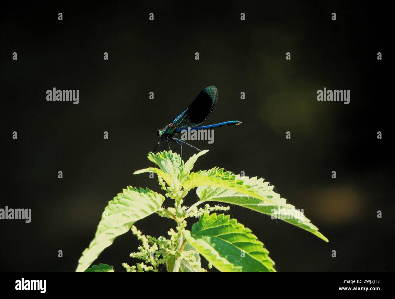 Black and blue dragonfly perched on a vibrant green leaf Stock Photo ...