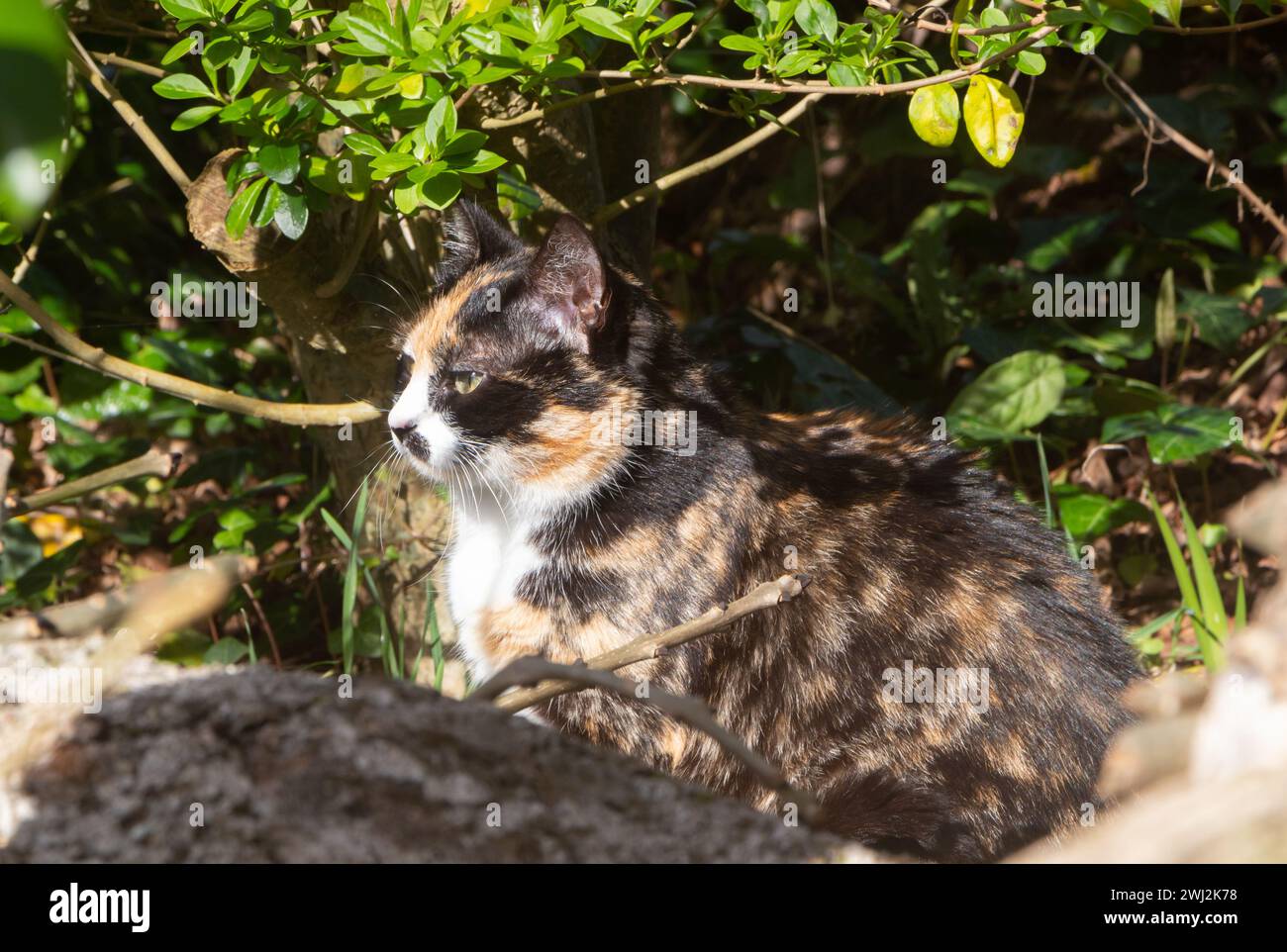 Tortoiseshell cat sitting hi-res stock photography and images - Alamy