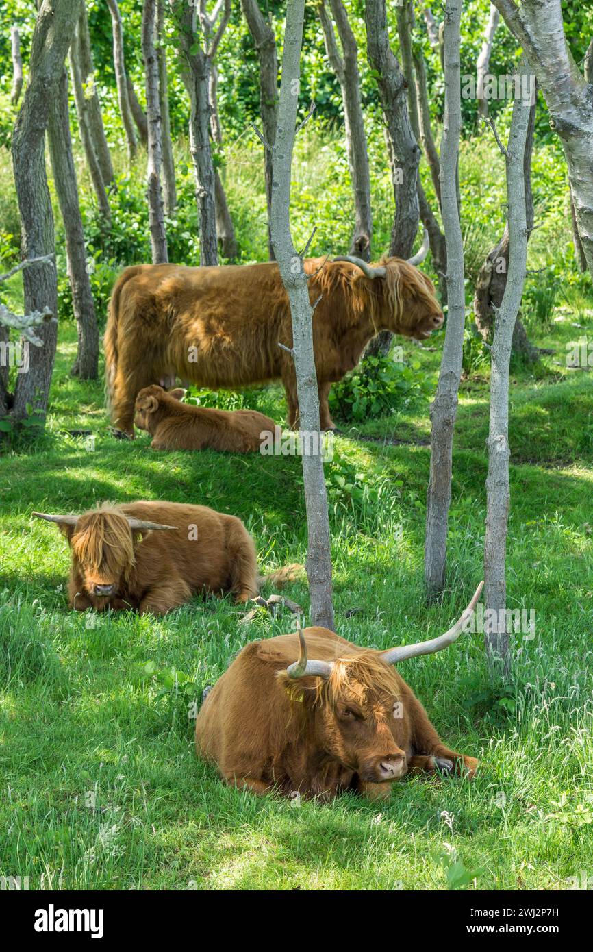 A family of Scottish highlander cows in the national park "de Bollekamer" on the Dutch island of Texel. Stock Photo