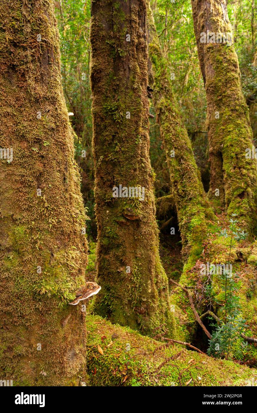 Huon pine trees at Heritage landing on the Gordon river on the west