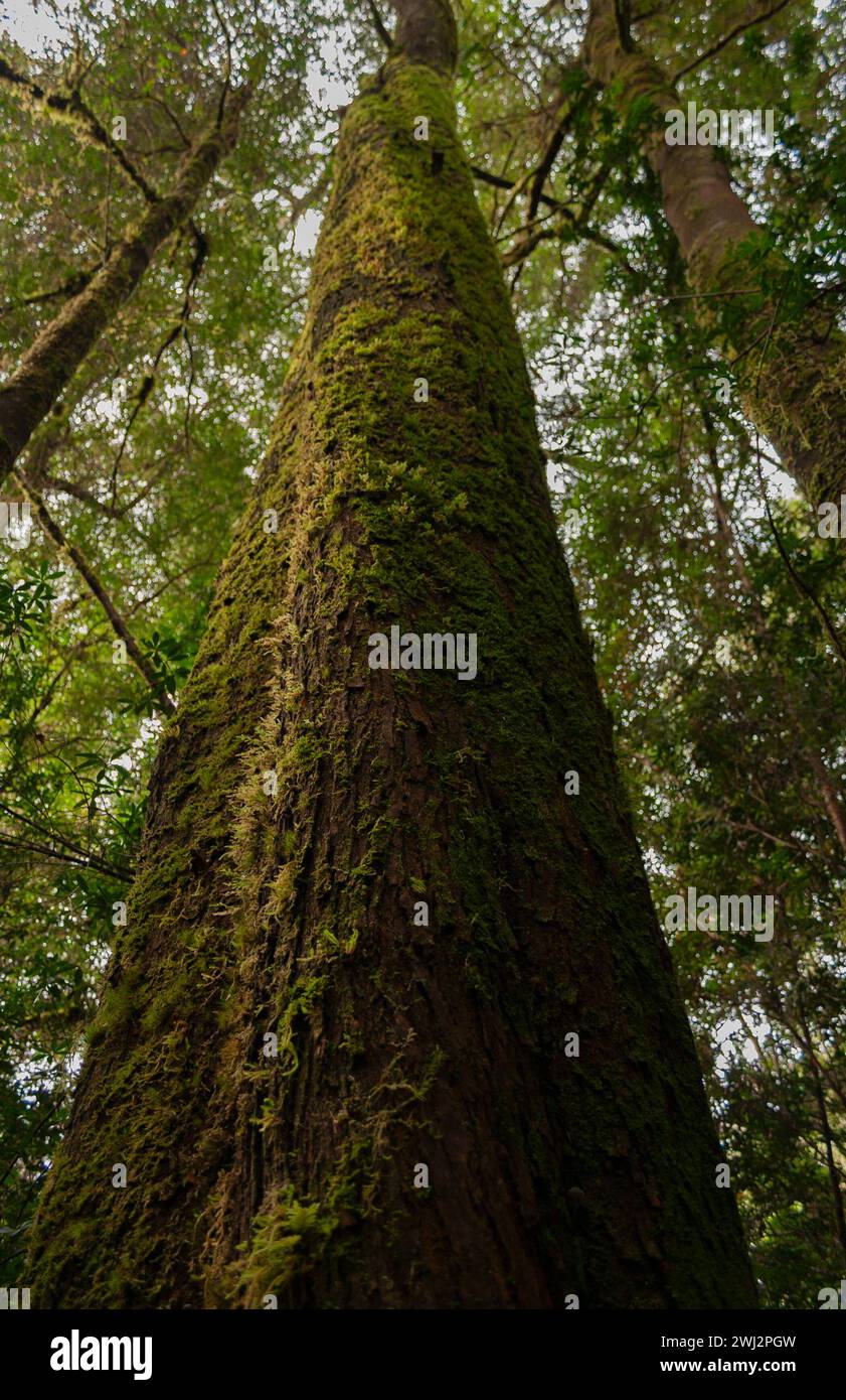 Huon pine trees at Heritage landing on the Gordon river on the west