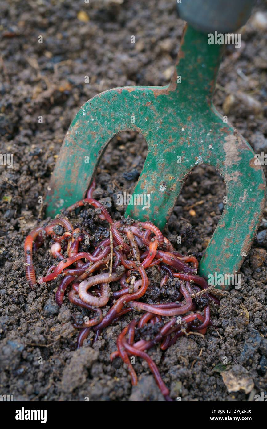 Brandling worms on soil with a hand fork. Stock Photo