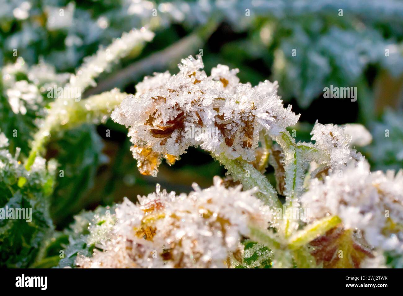 Close up of a piece of foliage covered with frost crystals and backlit by a weak winter's sun. Stock Photo