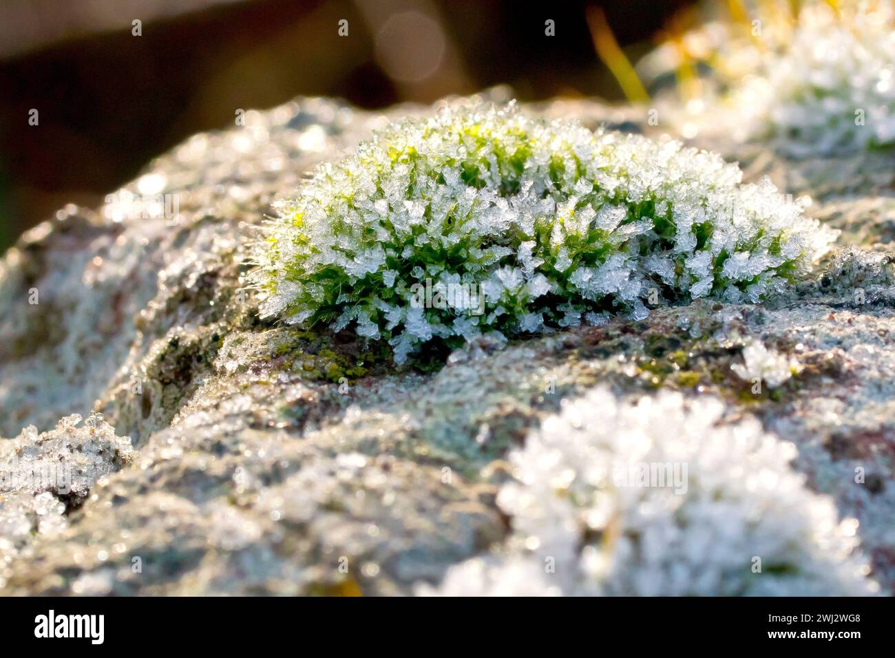 Close up focusing on a tuft of moss growing on the top of an old wall, covered with crystals of frost and back lit by the rays of a weak winter's sun. Stock Photo