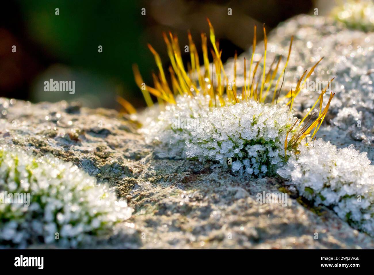 Close up focusing on a tuft of moss growing on the top of an old wall, covered with crystals of frost and back lit by the rays of a weak winter's sun. Stock Photo