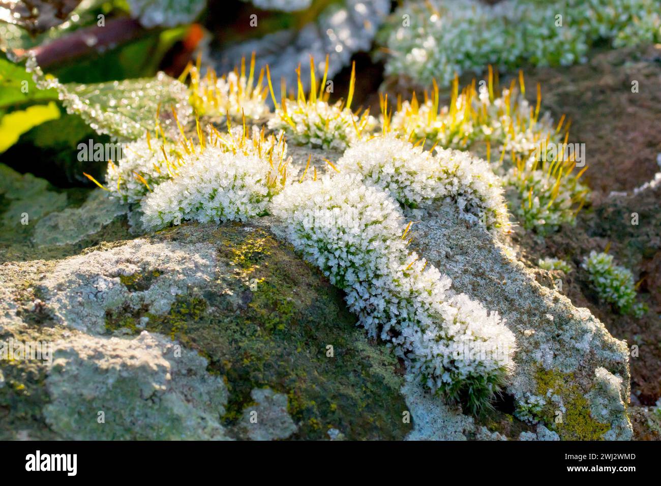 Close up of tufts of moss growing on the top of an old wall, covered with crystals of frost and back lit by the rays of a weak winter's sun. Stock Photo