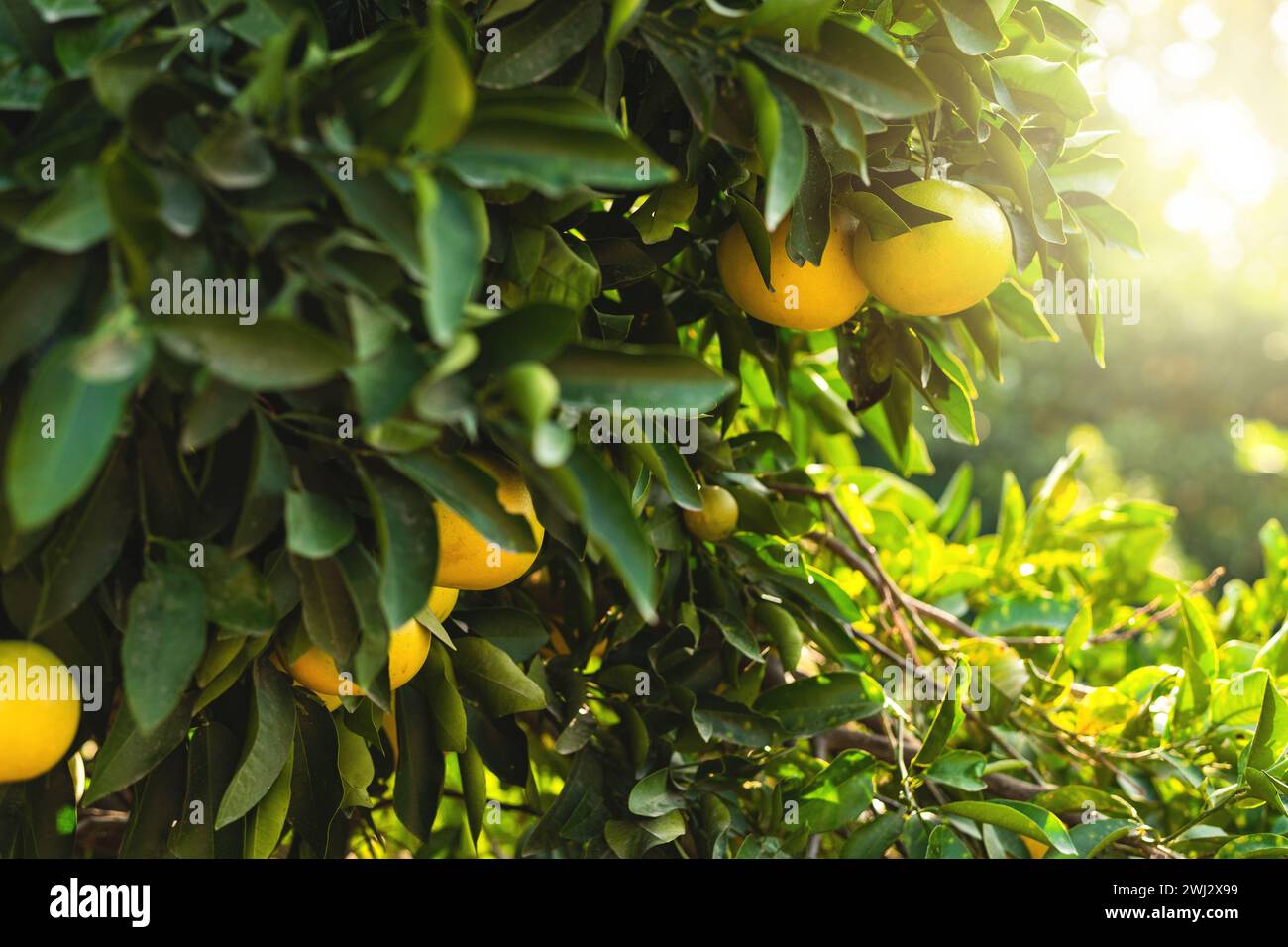 Ripe grapefruits on the small evergreen tree Stock Photo