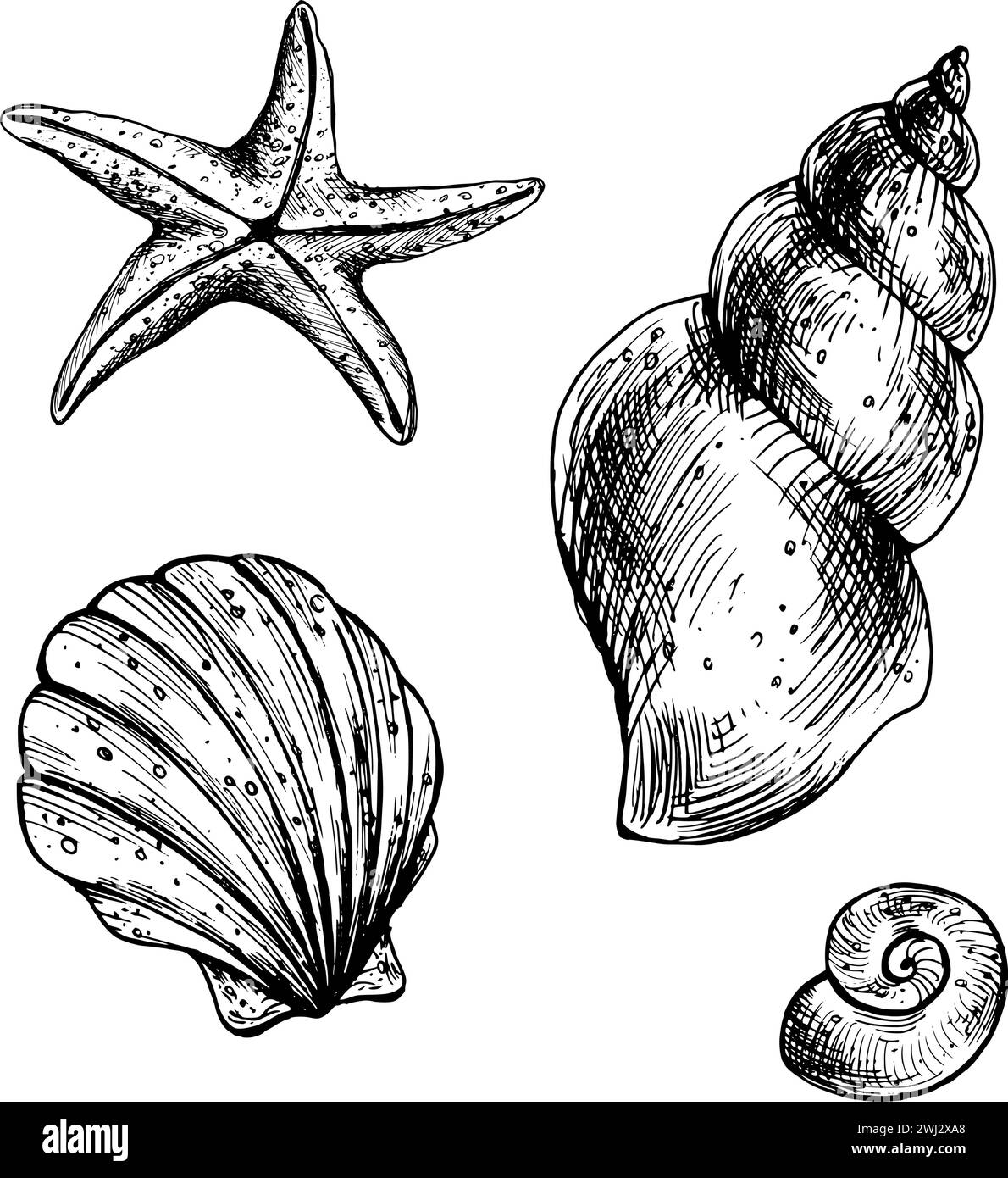 Cartoon seashells Black and White Stock Photos & Images - Alamy