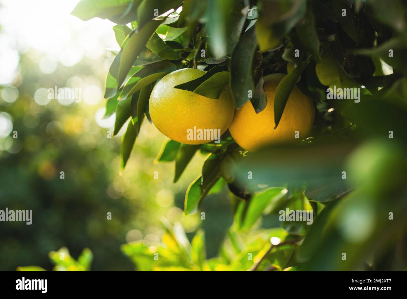 Ripe grapefruits on the small evergreen tree Stock Photo