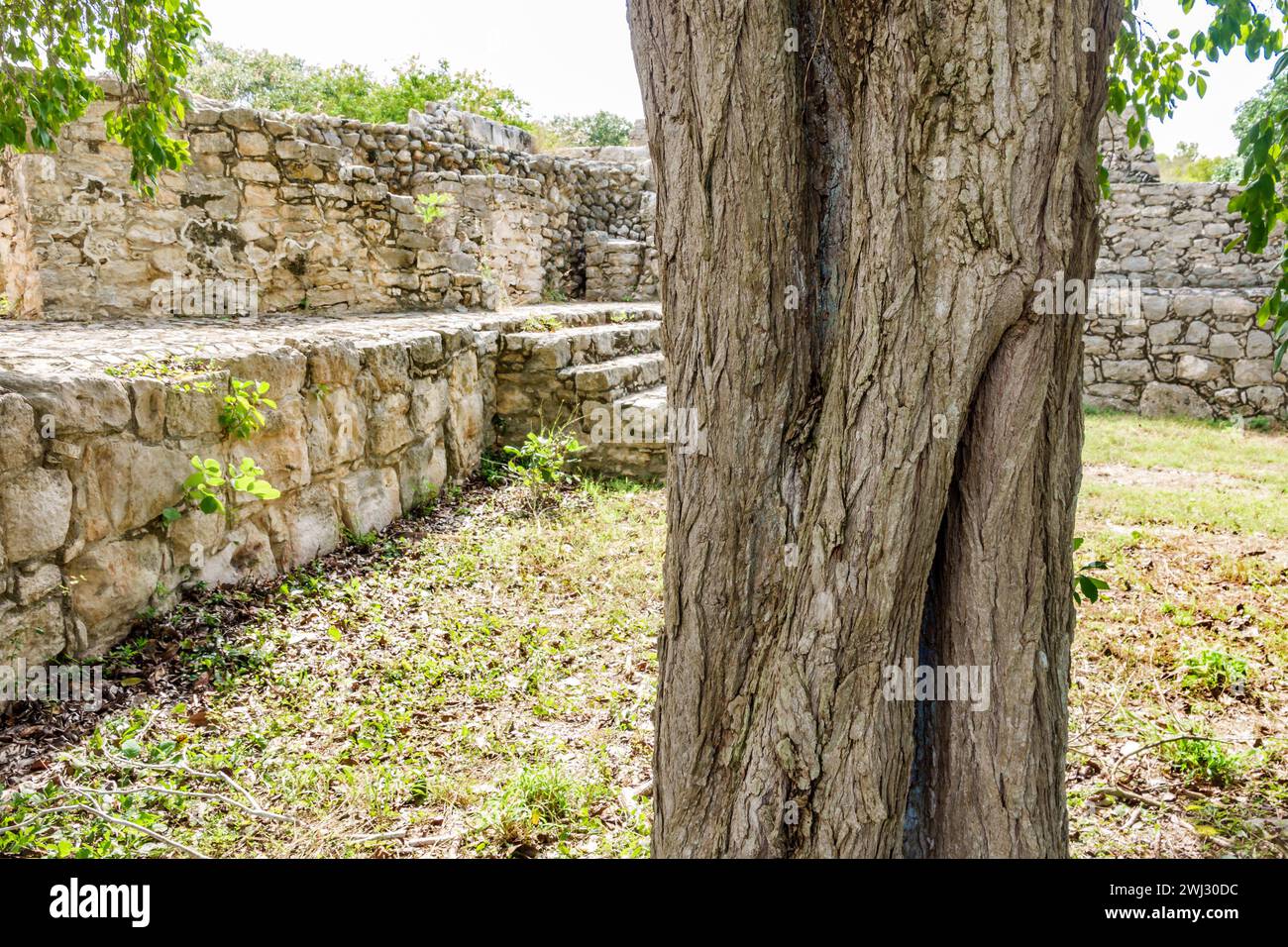 Merida Mexico,Dzibilchaltun Archaeological Zone site National Park,Mayan civilization city ruins,Zona Arqueologica de Dzibilchaltun,rock stone limesto Stock Photo