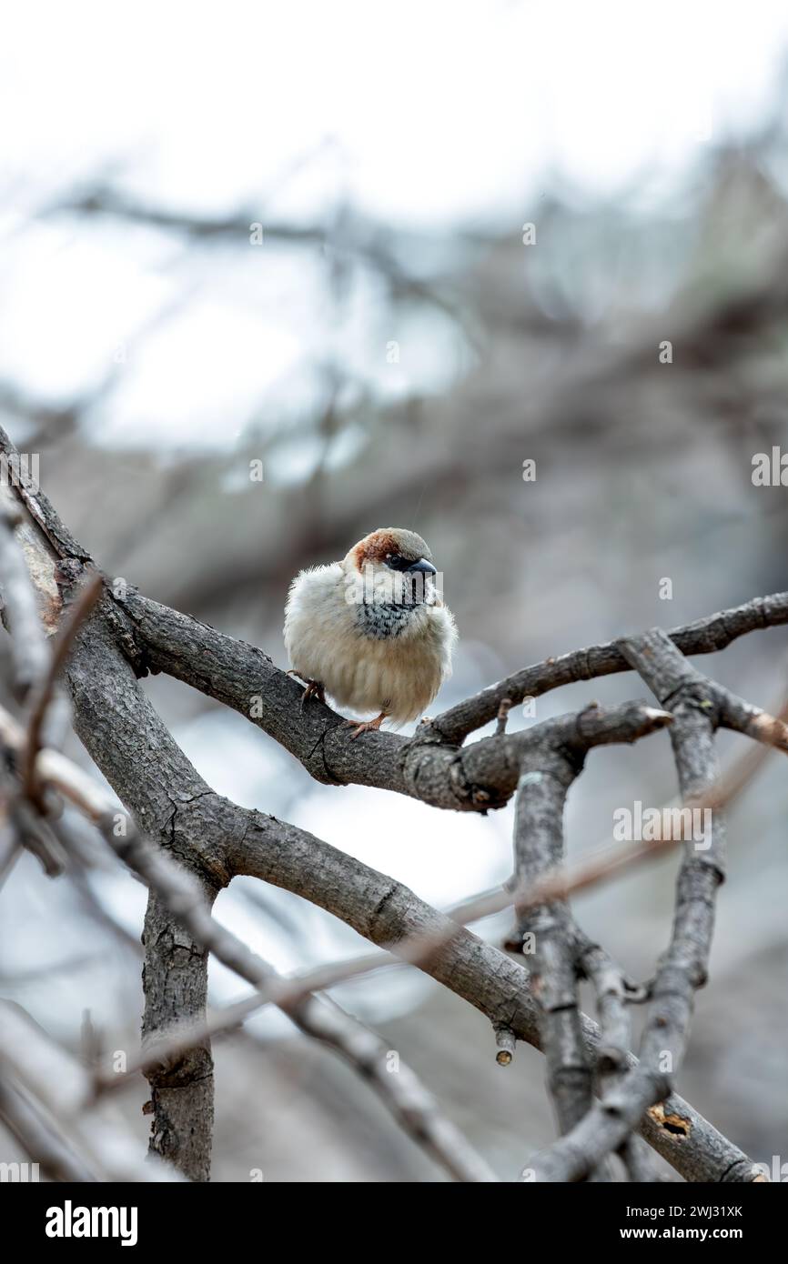 The male House Sparrow (Passer domesticus) observed in El Retiro Park ...