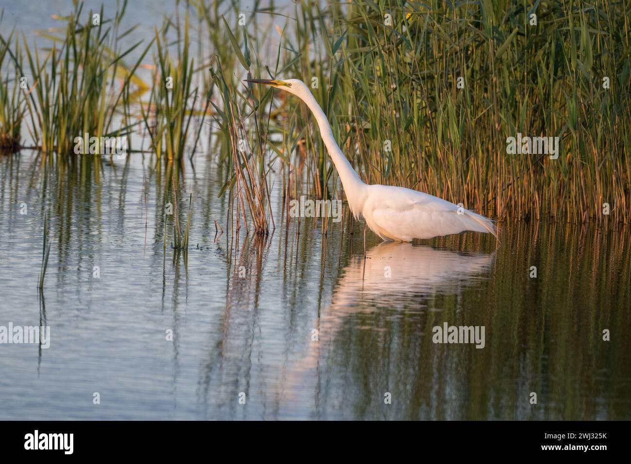 Adult Great Egret or Great White Egret (Ardea alba) standing in water in front of phragmites at Ham Wall RSPB reserve, Somerset, UK, May 2022 Stock Photo