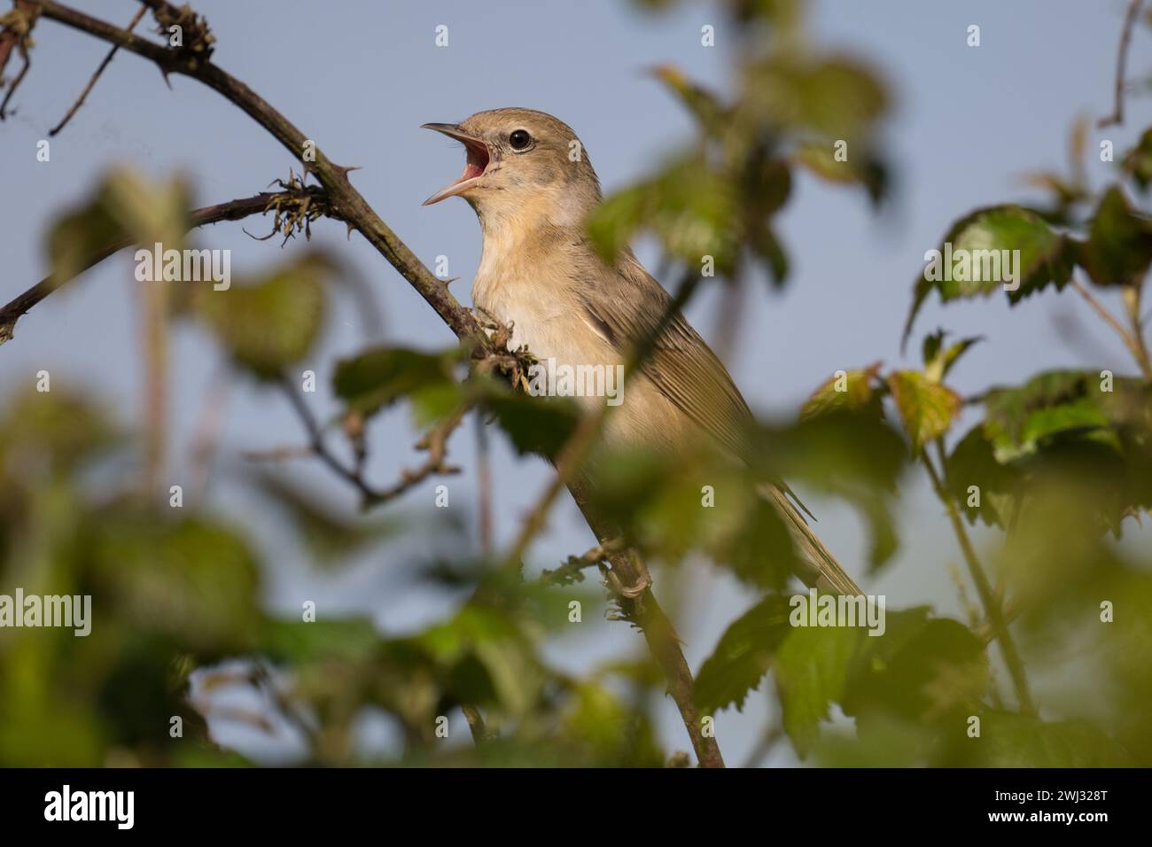 male Garden Warbler (Sylvia borin) singing in hedgerow at Dinton Pastures Country Park, Berkshire, UK, April 2022 Stock Photo