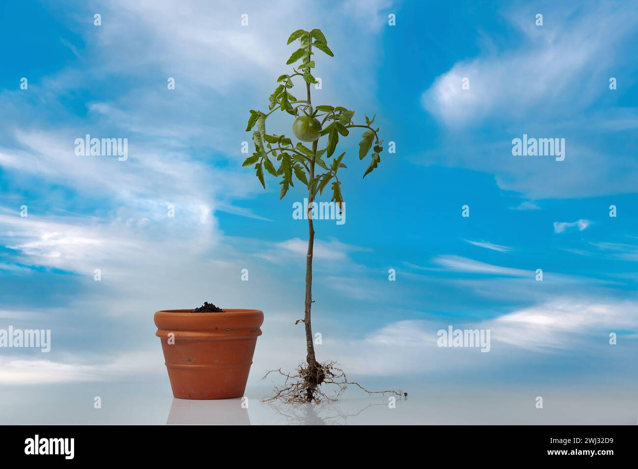 Tomato plant with roots and a flower pot with soil. flowering and fruiting plant with unripe a green Stock Photo