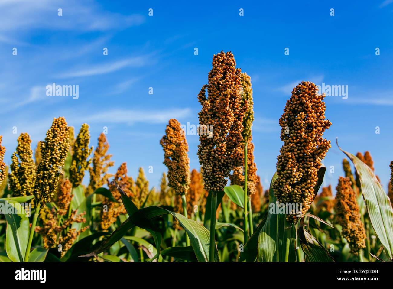 Biofuel and new boom Food, Sorghum Plantation industry. Field of Sweet Sorghum stalk and seeds. Mill Stock Photo