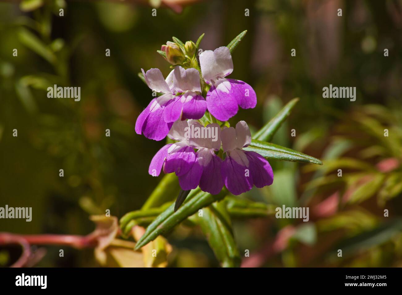 Giant blue eyed Mary Collinsia grandiflora 6861 Stock Photo - Alamy