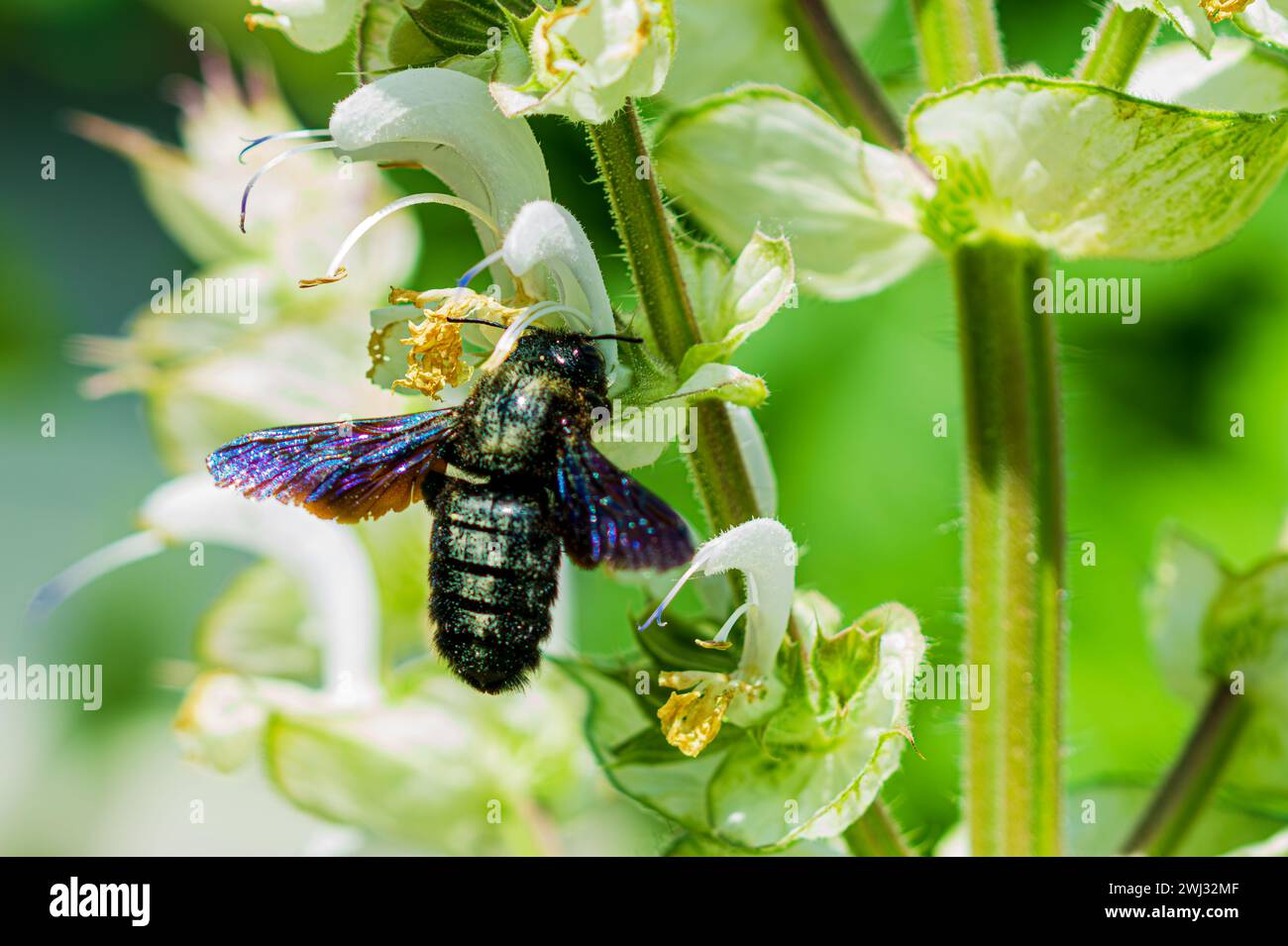 Violet carpenter bee species xylocopa violacea. Blue-black wooden bee (Xylocopa violacea, german Bla Stock Photo