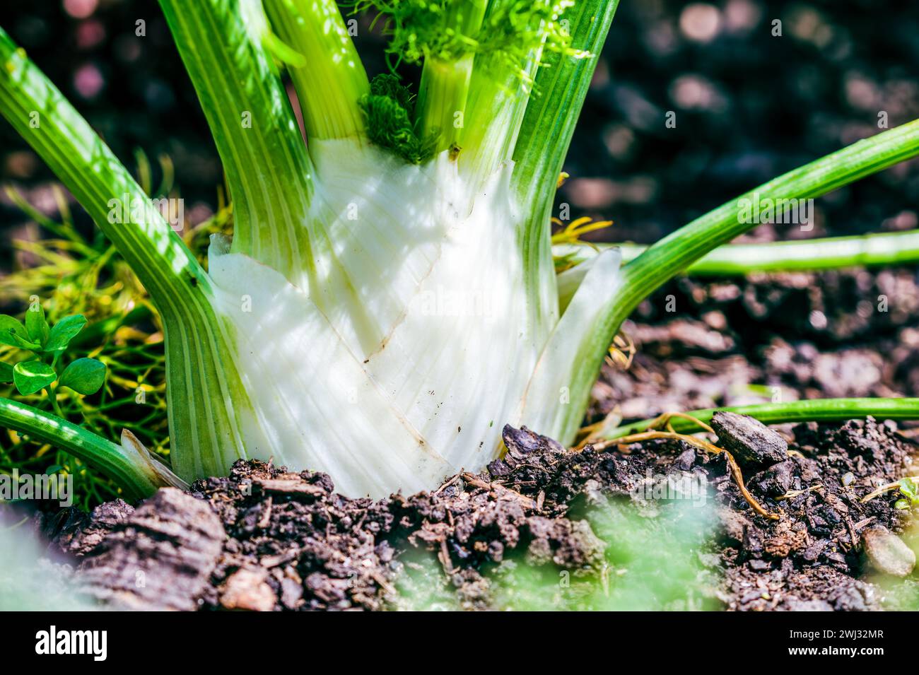 Close-up of Fresh fennel bulb growing in the garden. Vegetable growing in the garden Stock Photo