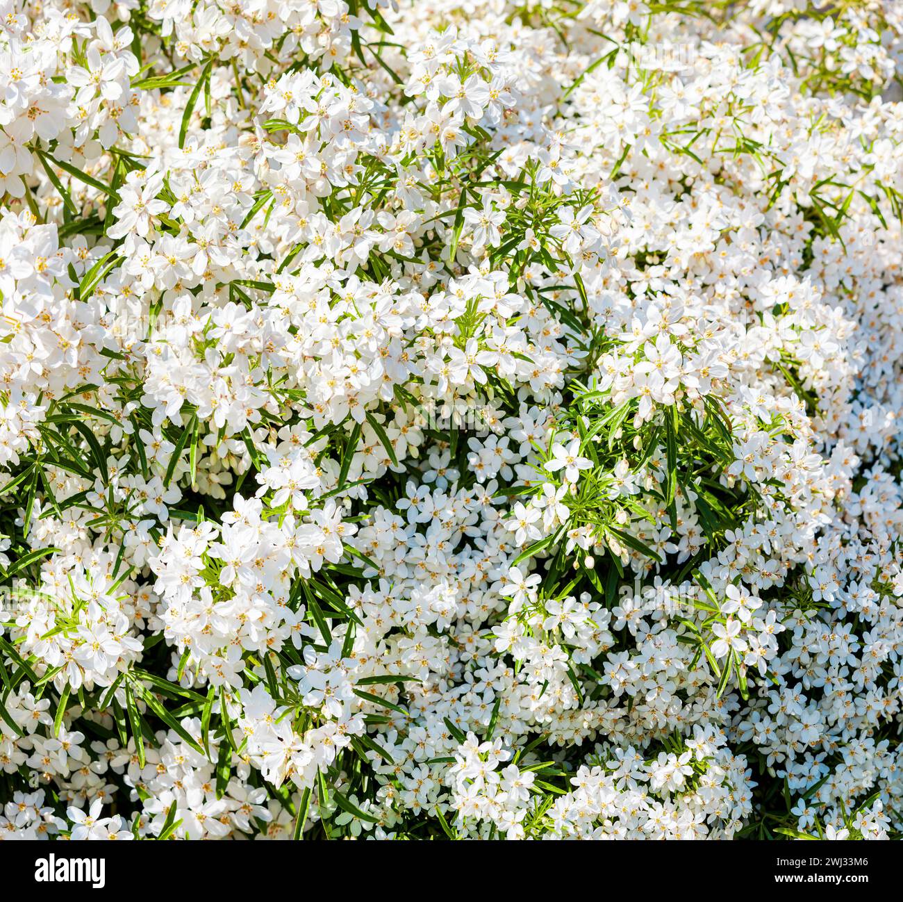 White blossom flowers Background. Choisya ternata - Oranger du Mexique - Aztec Pearl. mexican orange Stock Photo