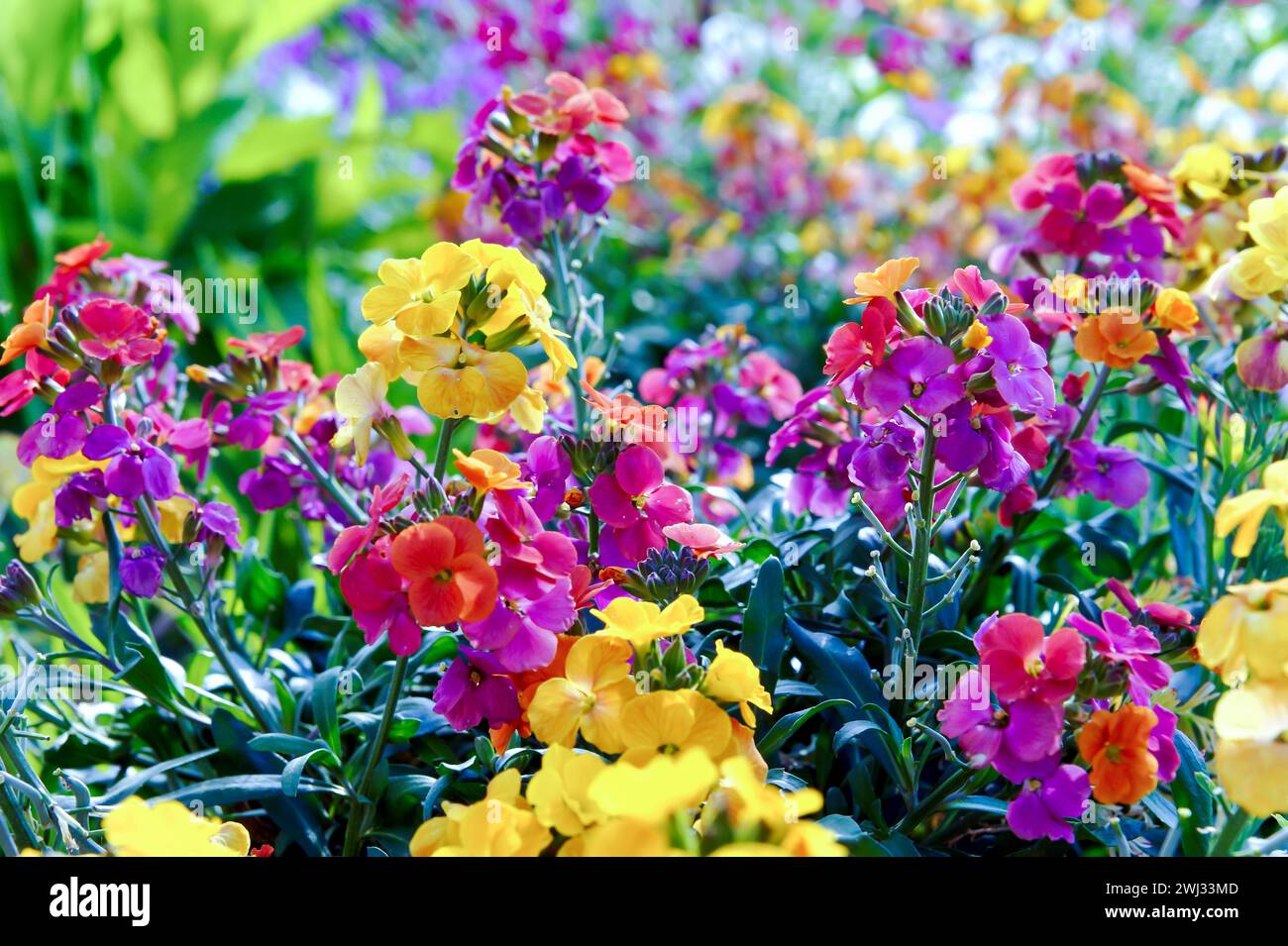 Erysimum aka Wallflower flowers outdoors. Pretty mauve flowers of Perennial wallflower plants genus Stock Photo