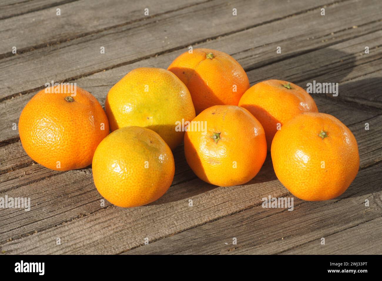 Clementine trees citrus reticulata hires stock photography and images