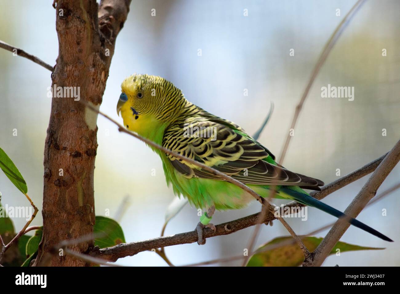 The budgerigar’s plumage is bright yellow and green, with a blue cheek and black scalloping on its wing feathers. Its tail is slender and dark blue. Stock Photo