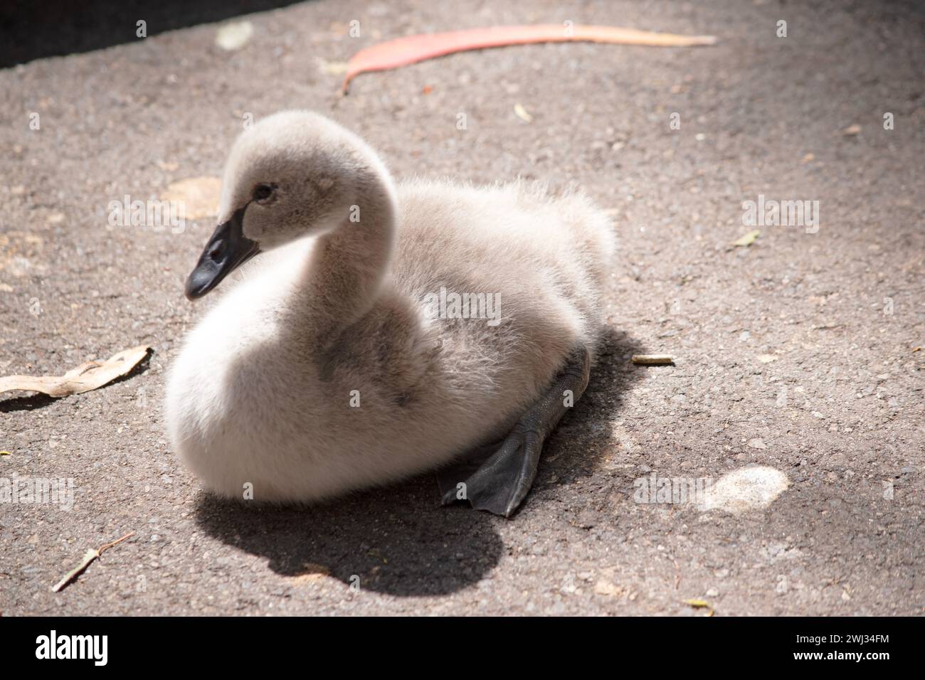 are grey when they hatch with black beaks and gradually turn