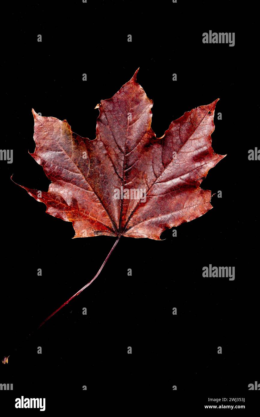 Black maple leaf hi-res stock photography and images - Alamy