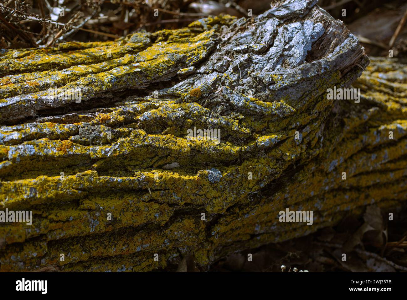An aged tree trunk adorned with lichen, moss, and fallen foliage Stock Photo