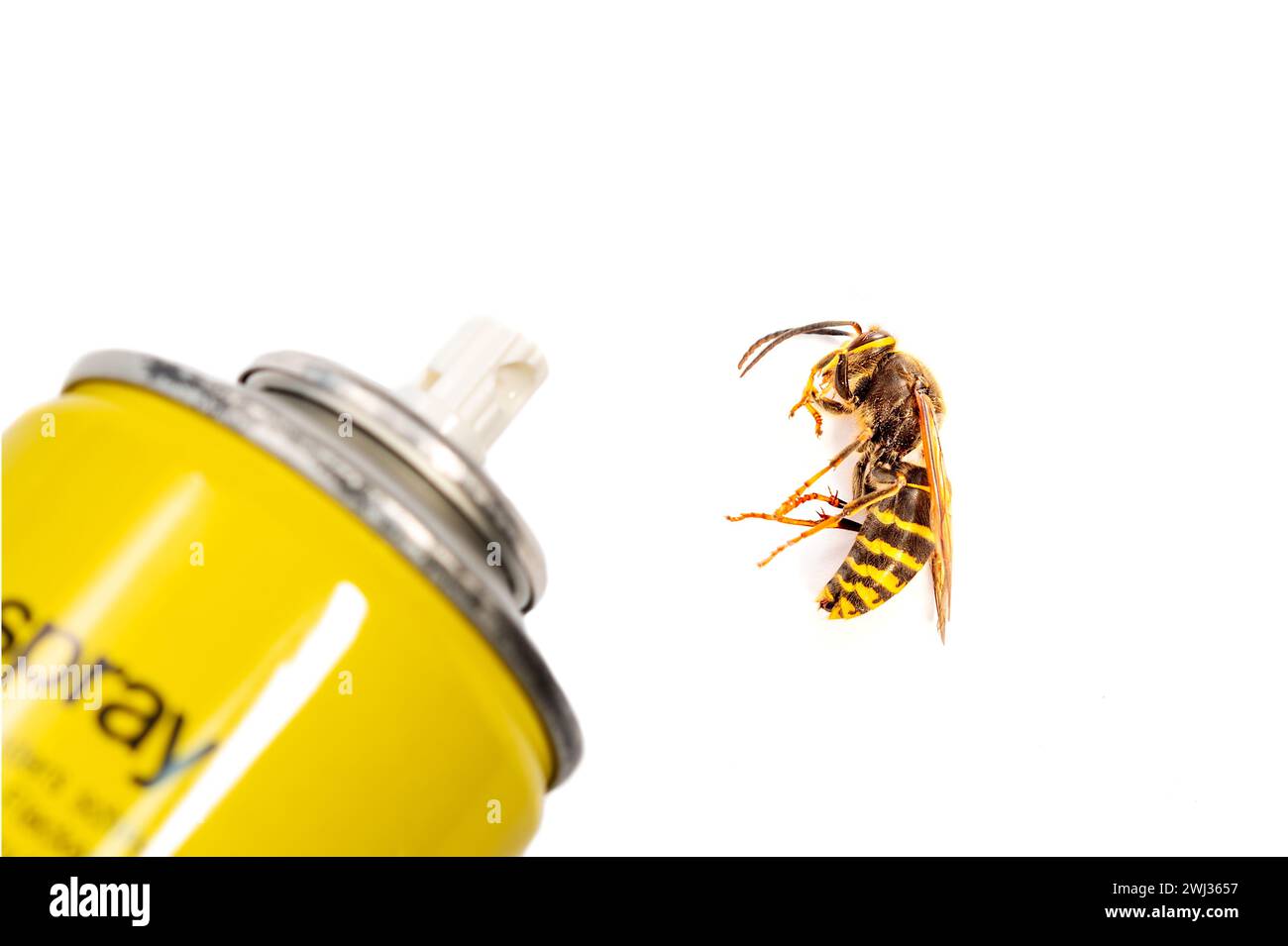 Bottle Aerosol for the control of insects and a wasp isolated on white background in detail. Europea Stock Photo