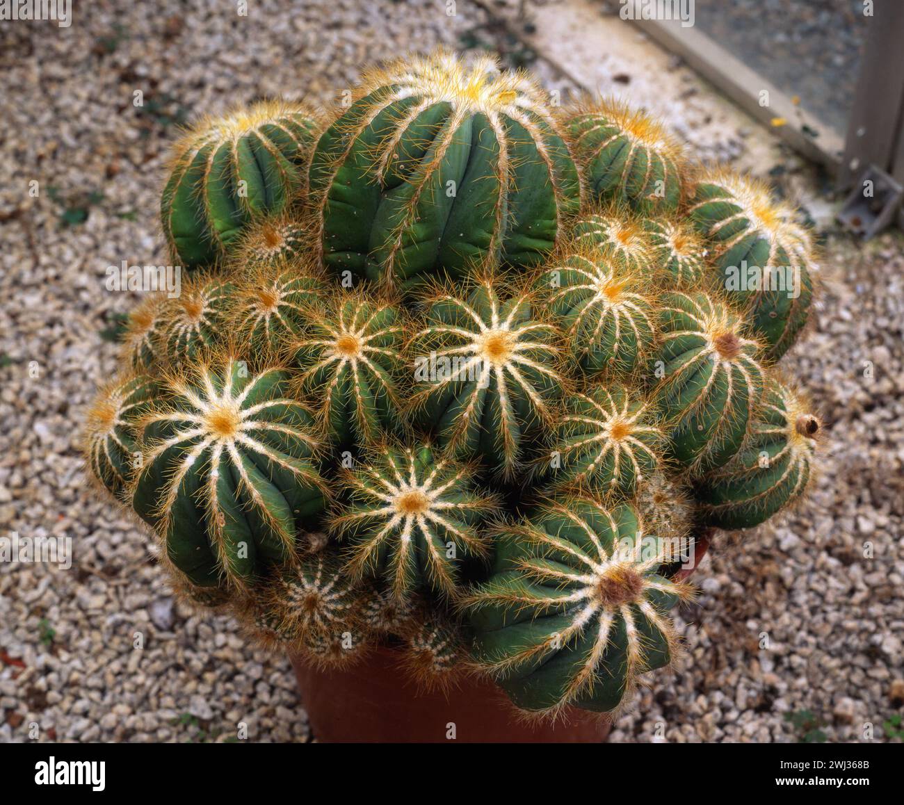 Notocactus magnificus (magnificent ball cactus) growing in pot standing on fine gravel / grit bed, England, UK Stock Photo