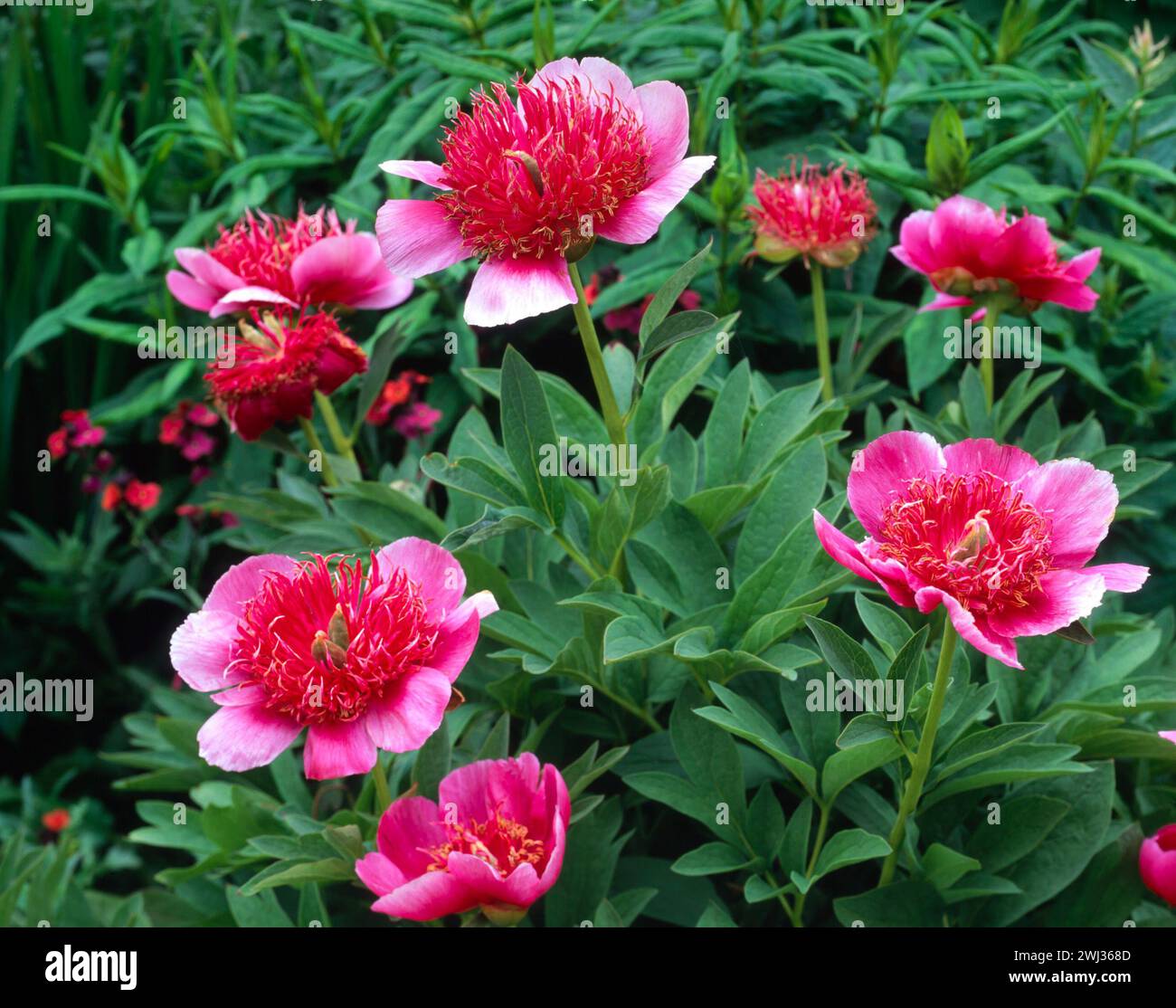 Large, bright red peony flowers with green foliage growing in English garden, England, UK Stock Photo