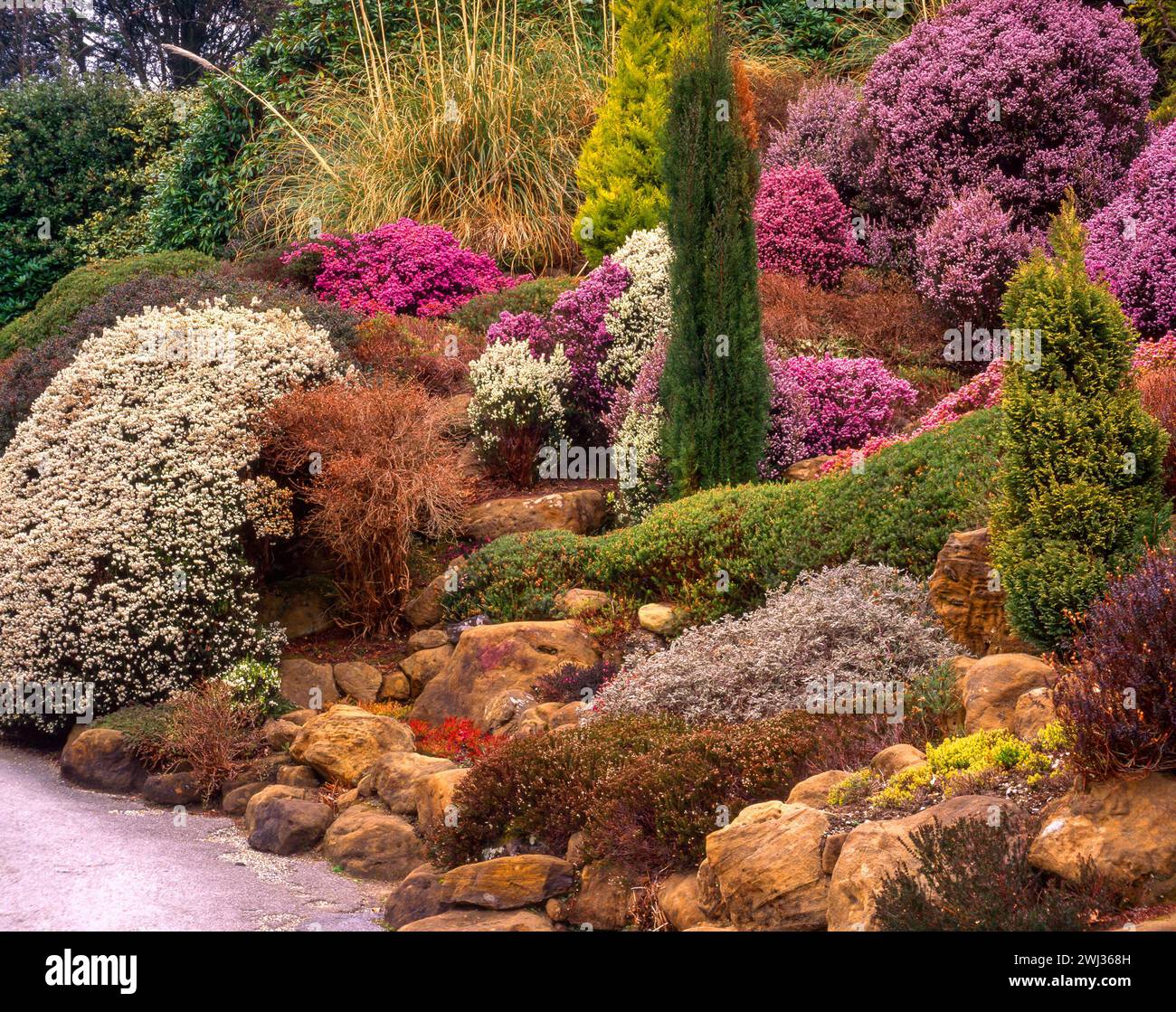 Amazing, colourful heather rock garden with conifers and grasses in Compton Acres Gardens in 1990s, Dorset, England, UK Stock Photo