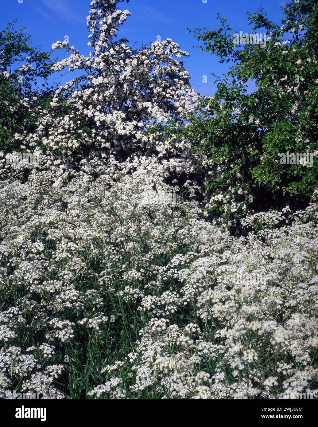 Sunlit white Cow parsley (Anthriscus sylvestris) and Hawthorn (Crataegus monogyna) Hedgerow blossom in Spring with blue sky, England, UK Stock Photo