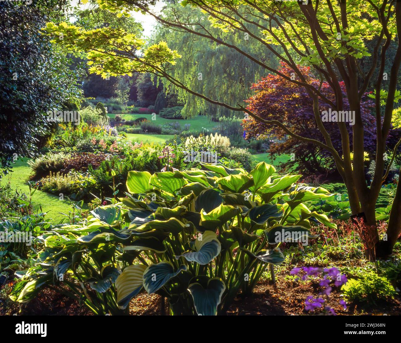 Beautiful view in Bressingham Gardens in the 1990s with Hostas, Acers, grass lawns and willow tree, England, UK Stock Photo