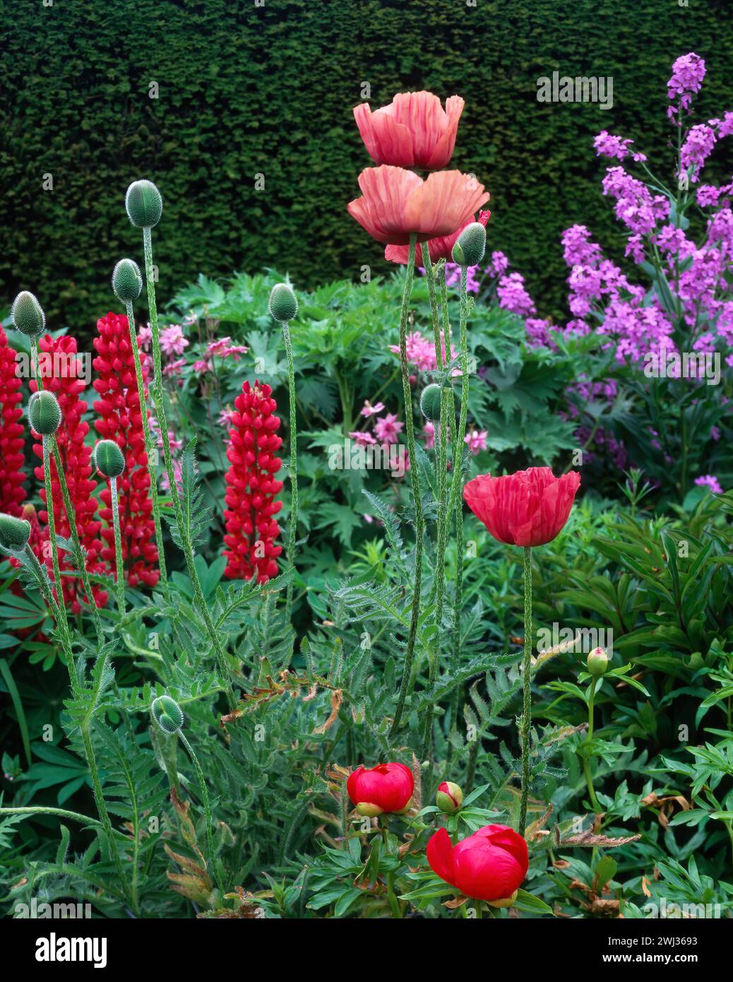 Mixed herbaceous border with oriental poppy and lupin flowers growing in English garden, England, UK Stock Photo