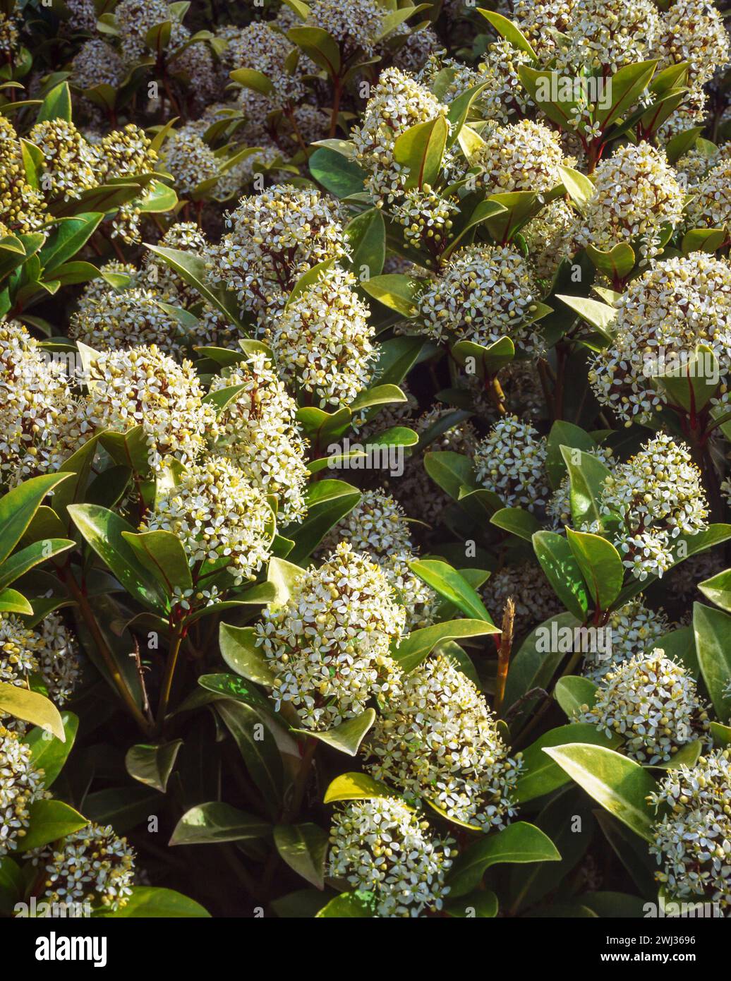 Skimmia Japonica 'Rockyfield Green' with evergreen leaves and white blossom growing in English garden, England, UK Stock Photo