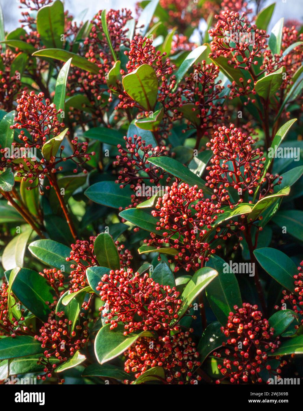 Skimmia japonica 'Rubella' (syn. Skimmia japonica reevesiana 'Rubella' / Skimmia 'Rubella') evergreen shrub with rich red flower buds, England, UK Stock Photo