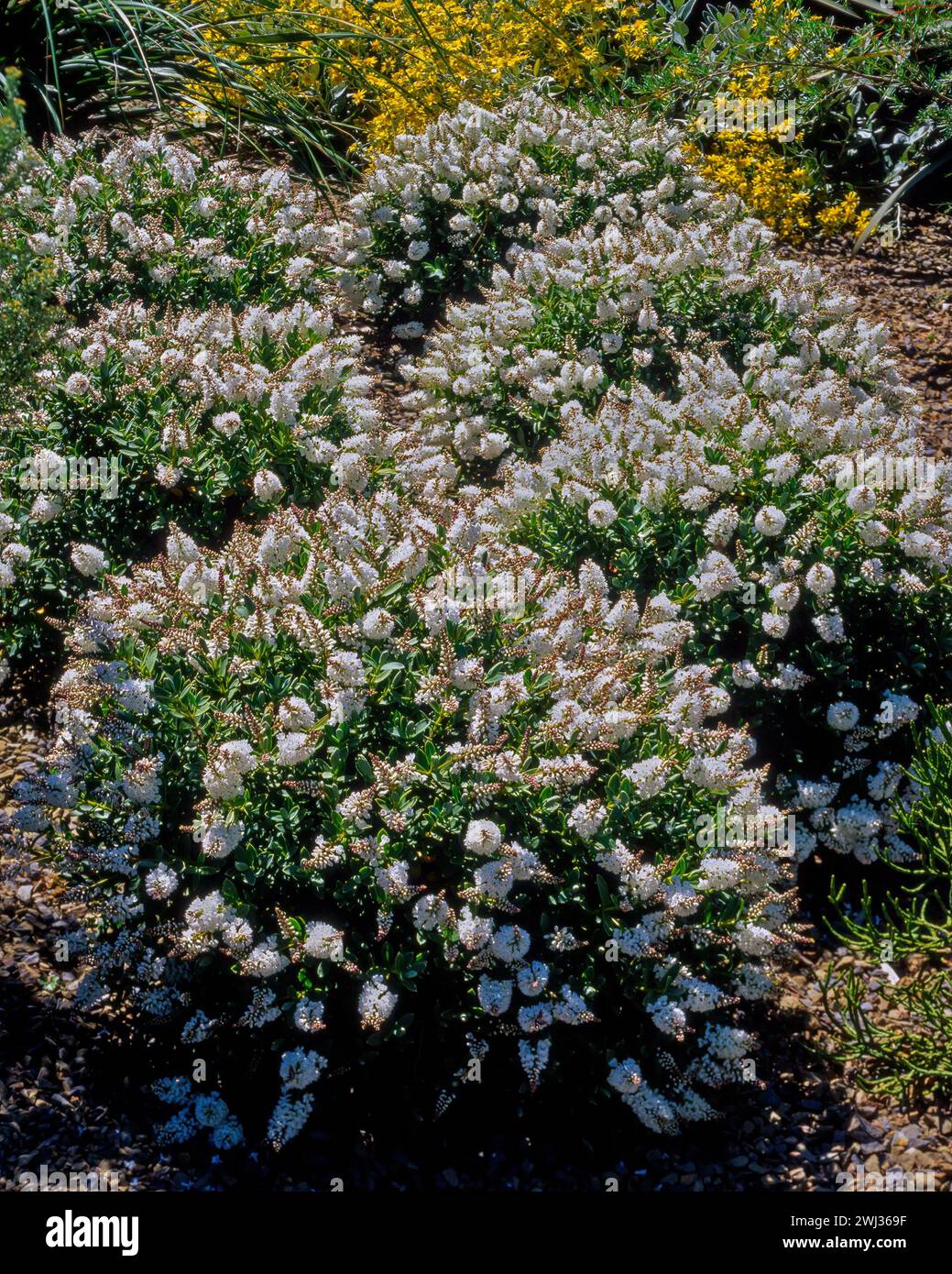Hebe 'Pewter Dome' (Hebe albicans 'Pewter Dome') bushes with white flowers growing in English garden border in early Summer, England, UK. Stock Photo