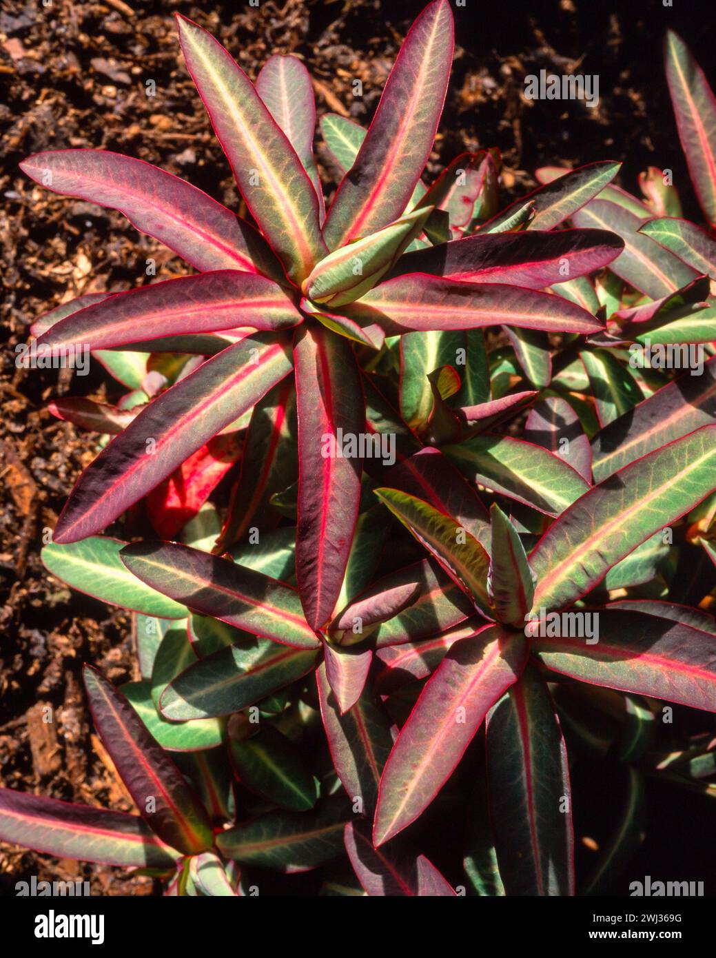 Sunlit Euphorbia longifolia 'Excalibur' foliage in English garden, UK Stock Photo