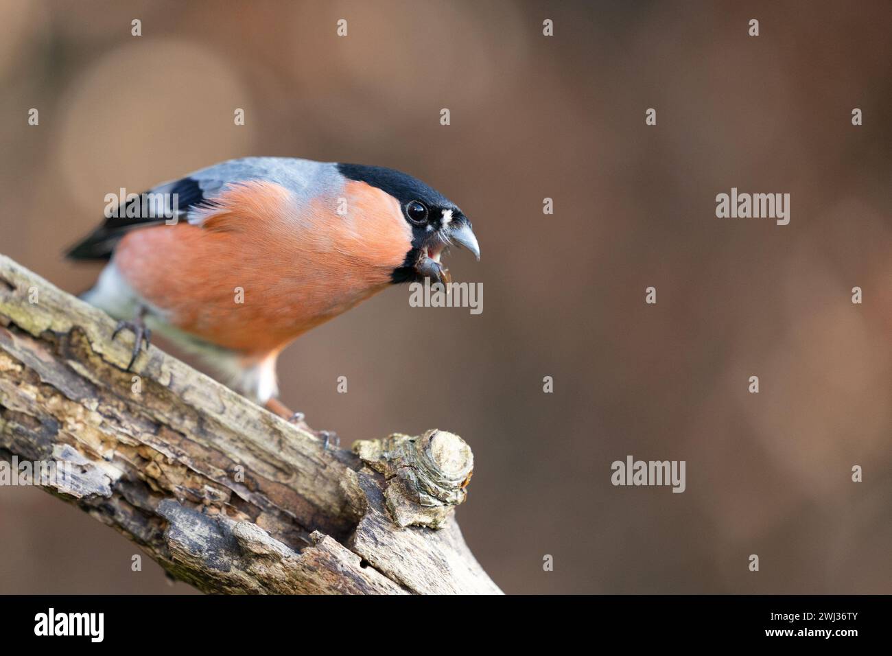 Male Eurasian Bullfinch (Pyrrhula pyrrhula) with opne beak,perched on a branch in Winter. Brown, copper beech hedge in background. Yorkshire, UK Stock Photo