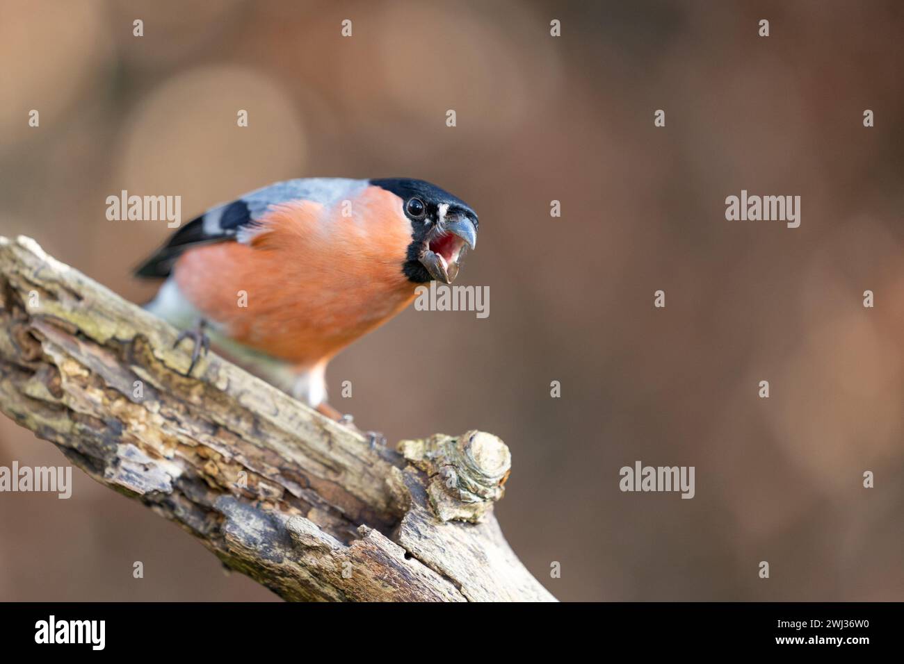 Male Eurasian Bullfinch (Pyrrhula pyrrhula) with opne beak,perched on a branch in Winter. Brown, copper beech hedge in background. Yorkshire, UK Stock Photo