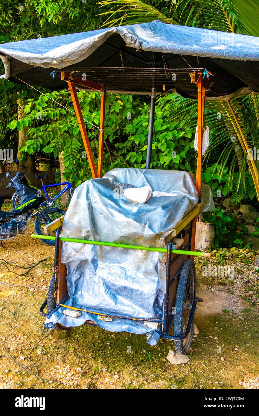 Rent a bike bicycle tricycle and ride through the jungle Coba Ruins