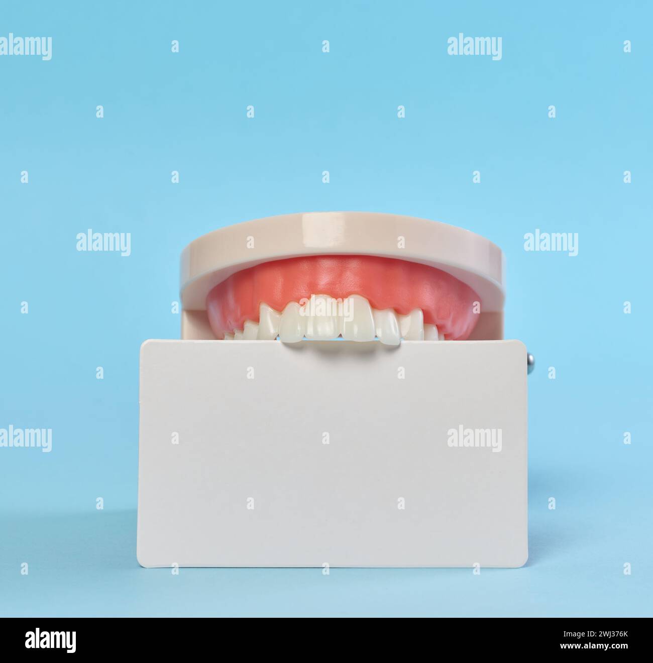 Plastic model of a human jaw and a blank white business card on a blue background Stock Photo