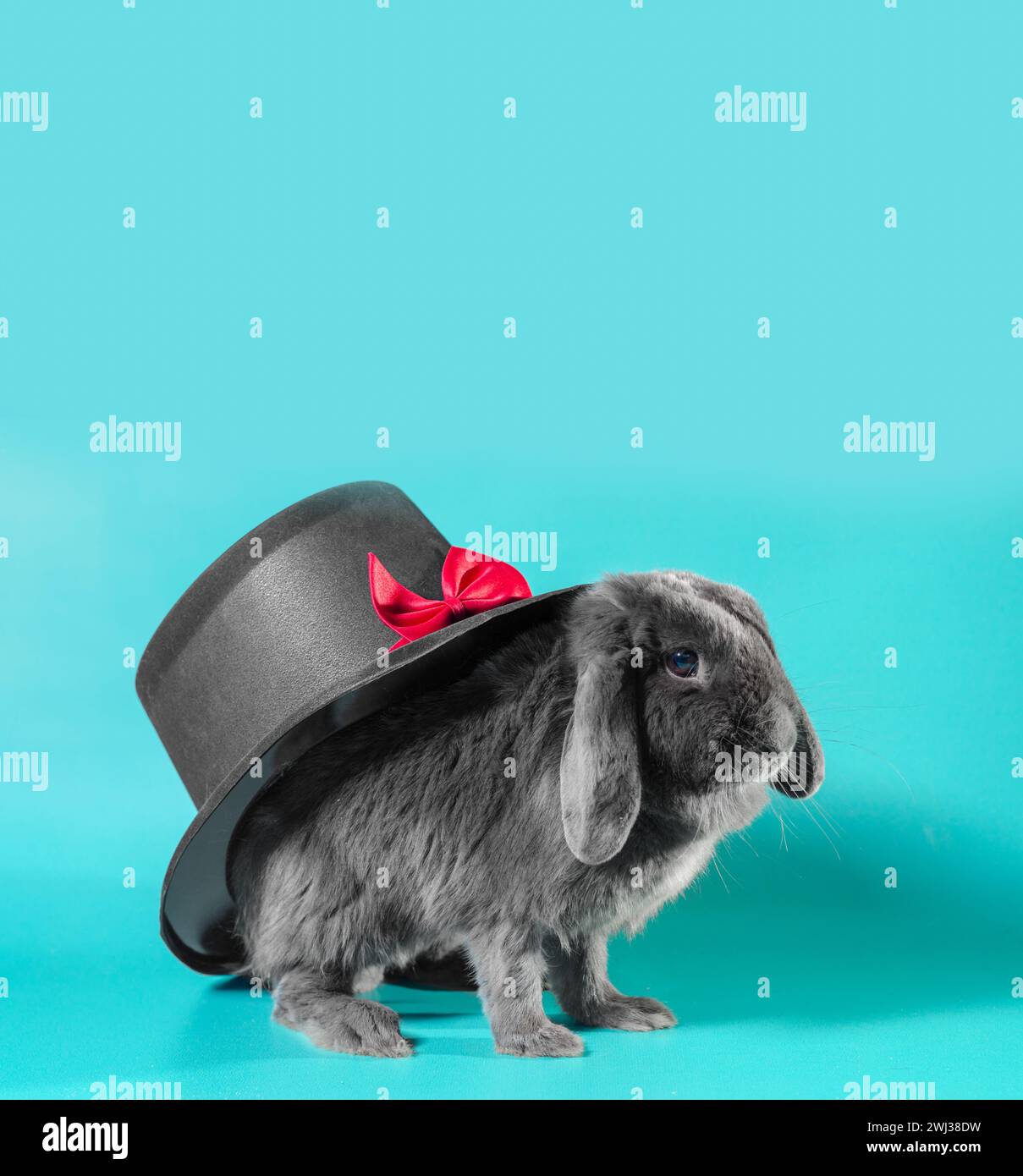 Lop-eared dwarf rabbit next to a black cylinder hat on a turquoise background Stock Photo