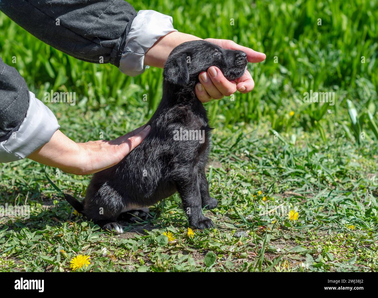 Little black mongrel puppy in female hands on a green lawn with dandelions Stock Photo