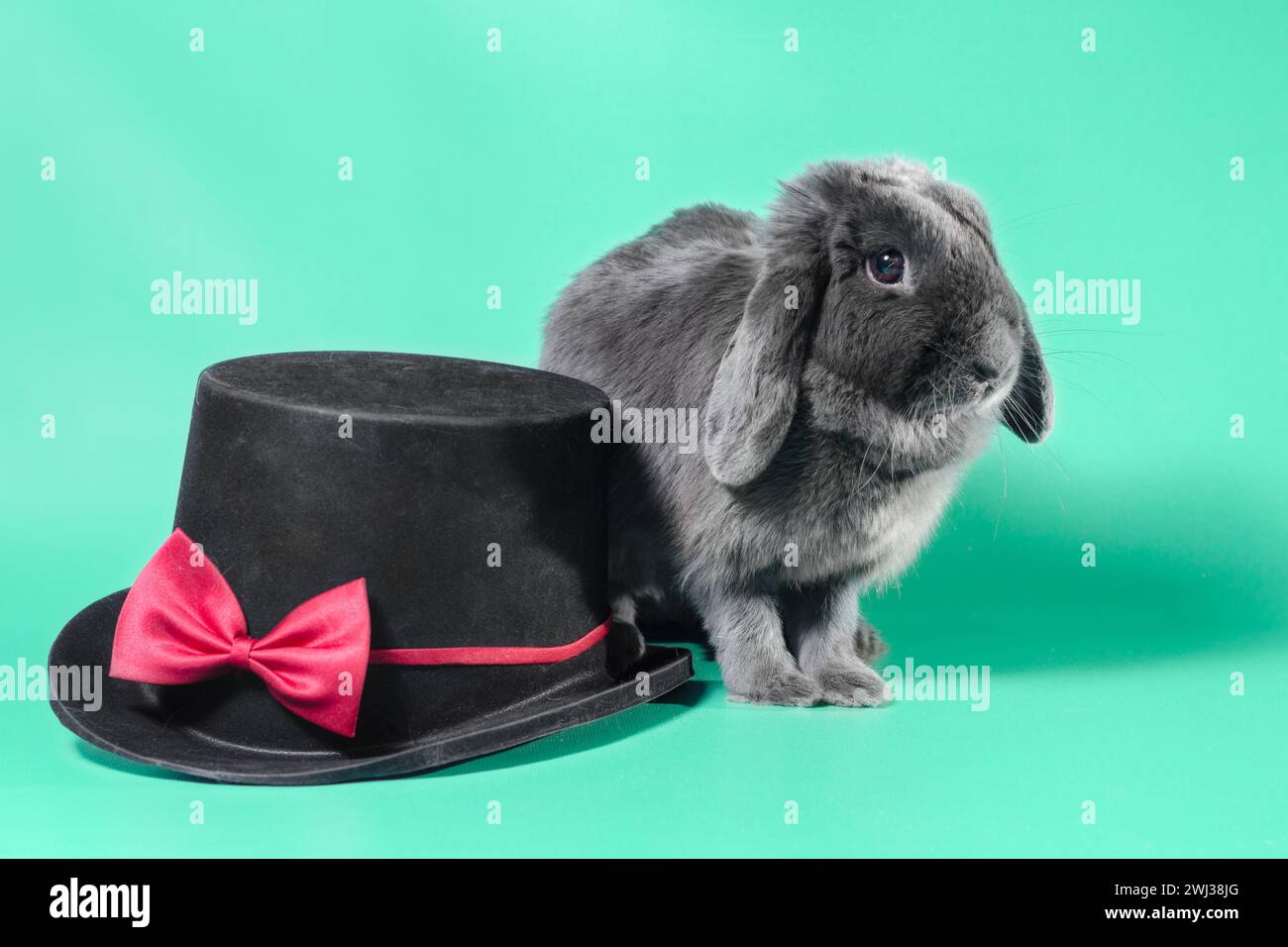 Lop-eared dwarf rabbit next to a black cylinder hat on a green background Stock Photo