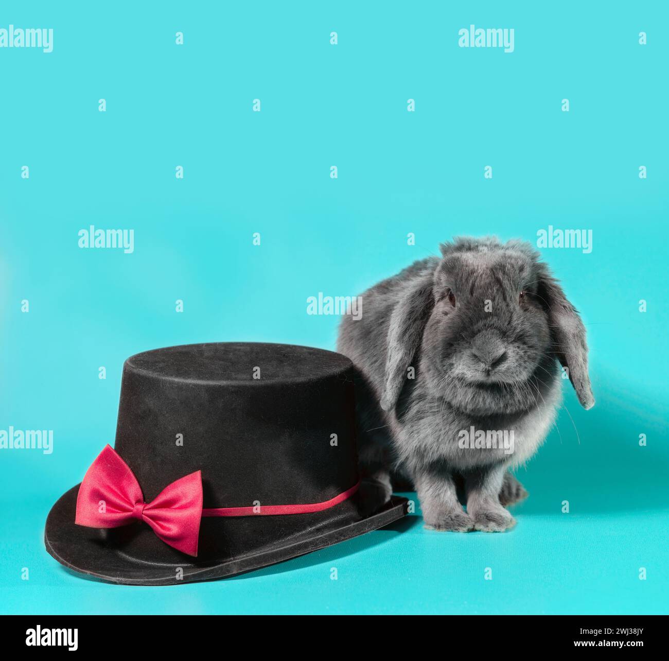 Lop-eared dwarf rabbit next to a black cylinder hat on a turquoise background Stock Photo