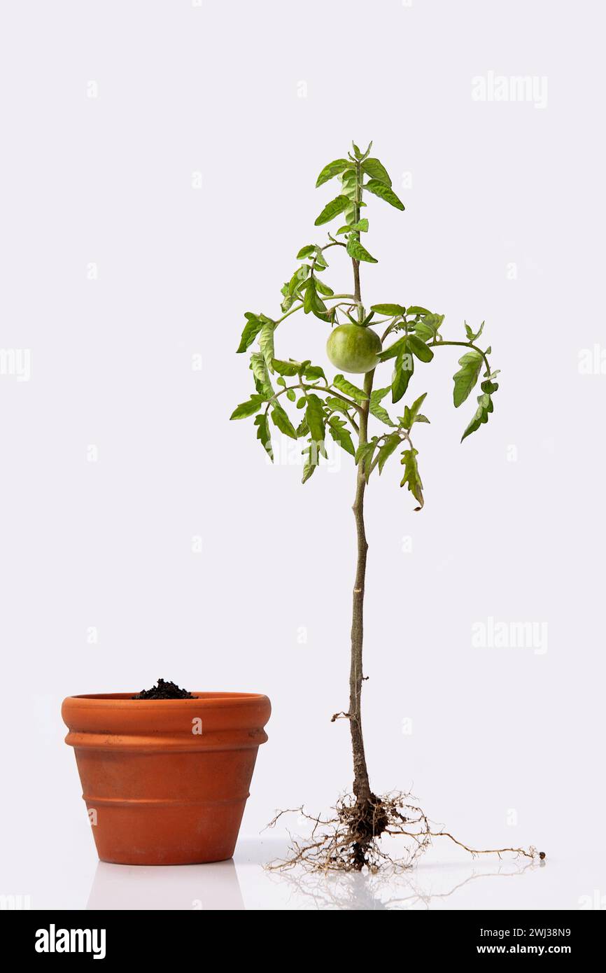Tomato plant with roots and a flower pot w/ soil. flowering and fruiting plant with unripe a green Stock Photo