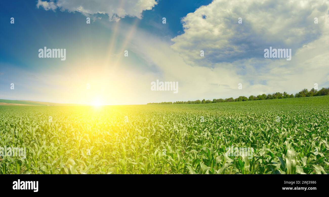 Grain field at sunrise hi-res stock photography and images - Alamy